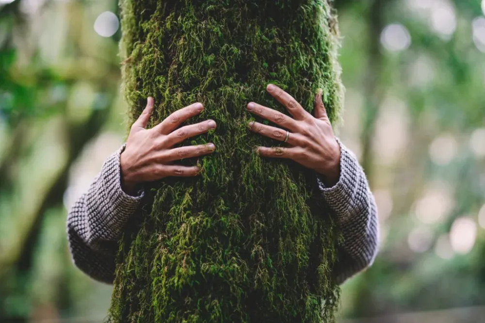 Arbre calin