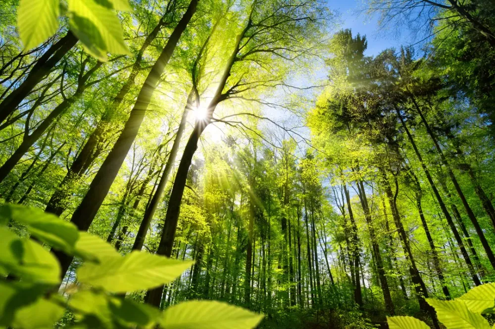 Nature