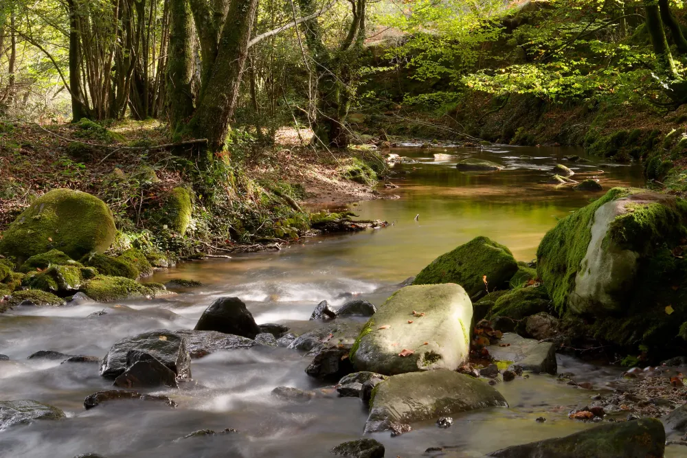 Cours d'eau en forêtwebp